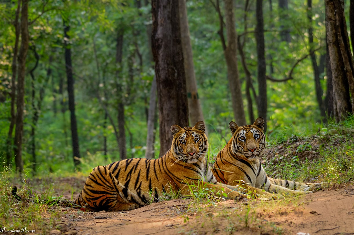 Satpura-Tiger-Reserve-Mp-travel-circuit
